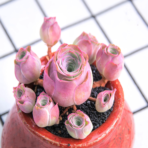 Greenovia Pink Phoenix
