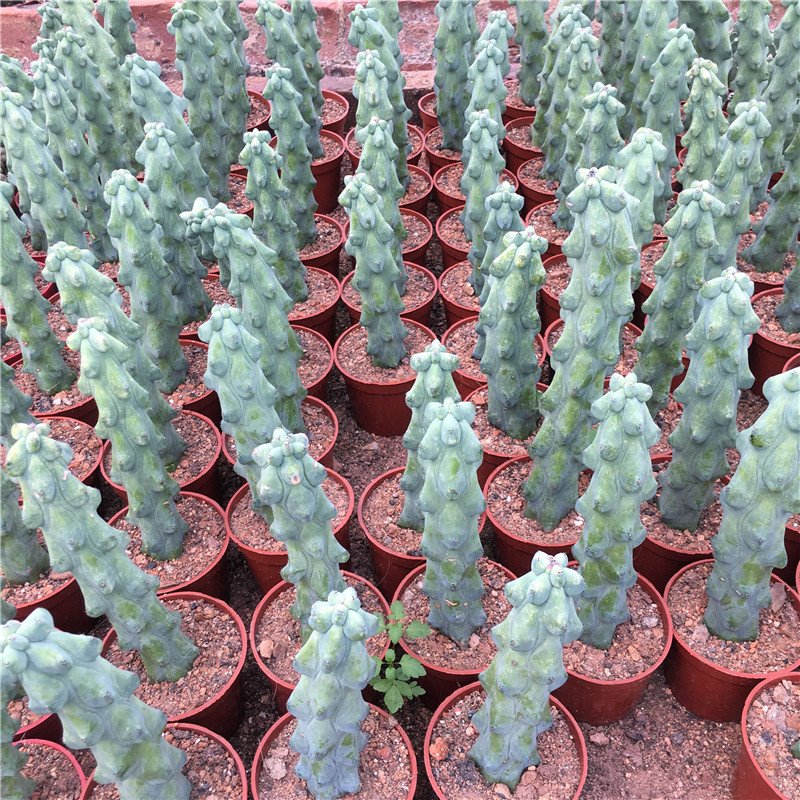 How to Care for Myrtillocactus geometrizans Indoors and Outdoors