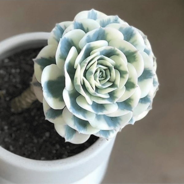 Echeveria Lenore Dean Compton Carousel