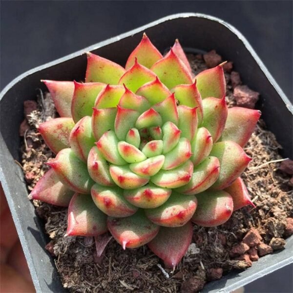Echeveria Meteor shower