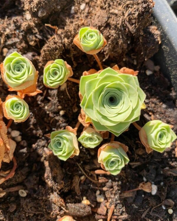 Greenovia Diplocycla Gomera 'Green Rose Succulent' - Image 4