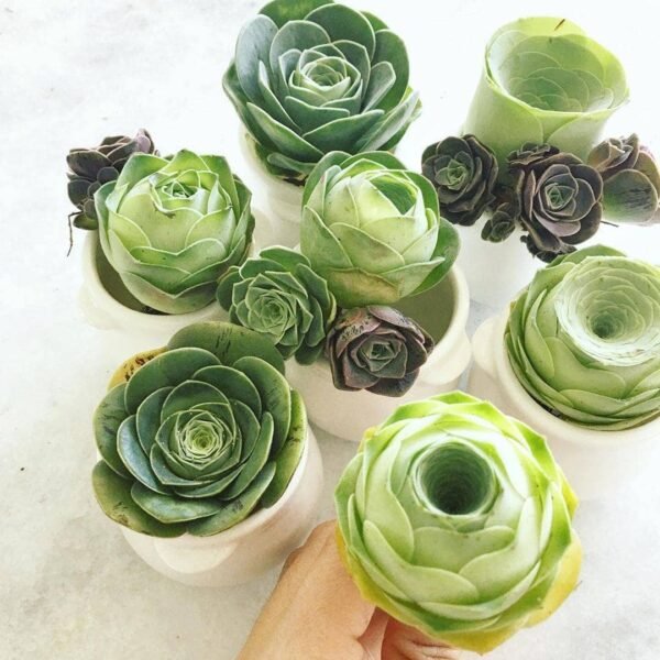 Greenovia Diplocycla Gomera 'Green Rose Succulent' - Image 5