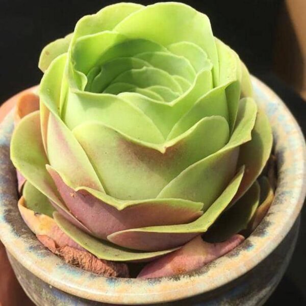 Greenovia Diplocycla Gomera 'Green Rose Succulent' - Image 3