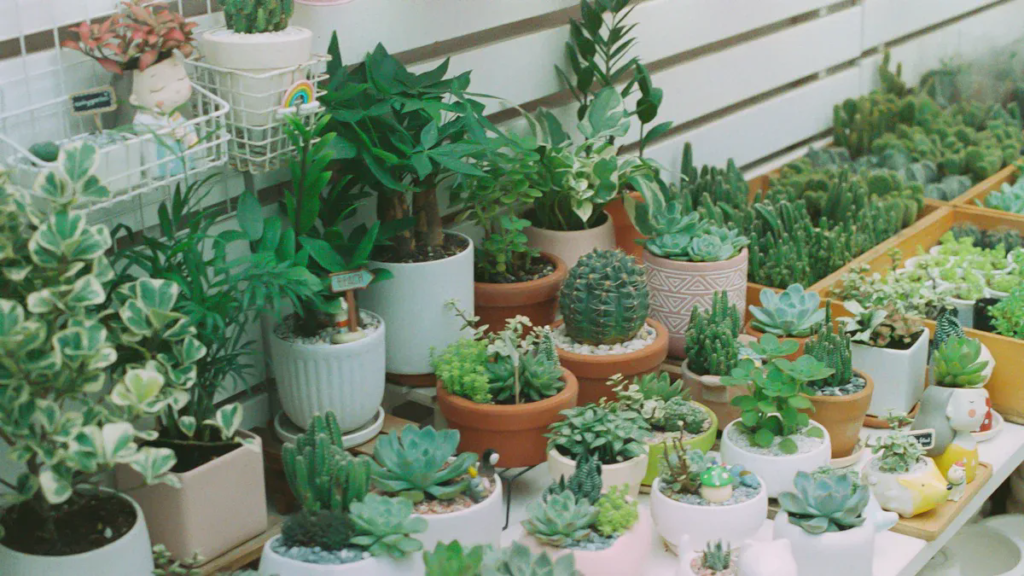 20 Best Succulents for Beginners to Grow in 2025.webp