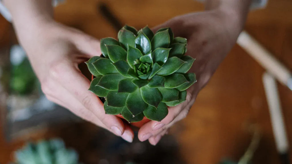 A Complete Guide to Propagating Succulents from Leaves and Cuttings
