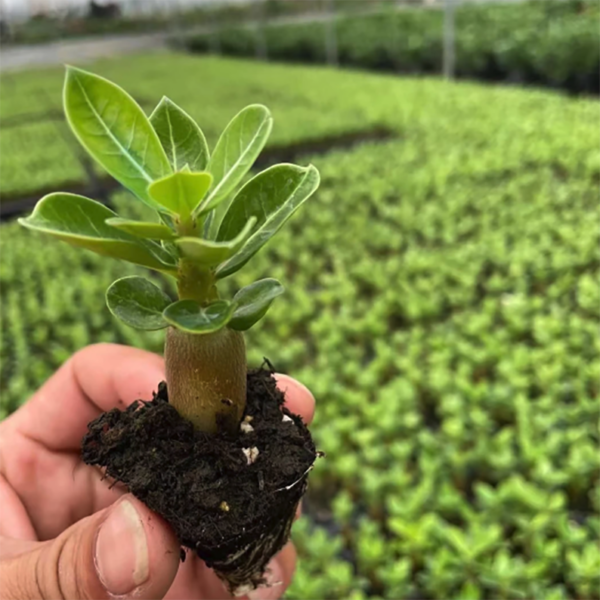 Adenium Obesum Desert Rose