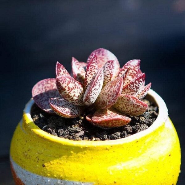 Adromischus Red Rabbit