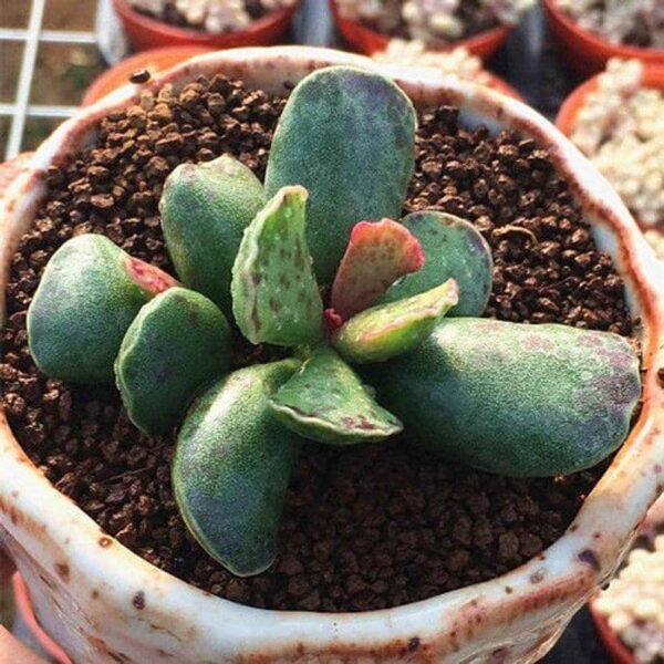 Adromischus cooperi (Baker) A.Berger