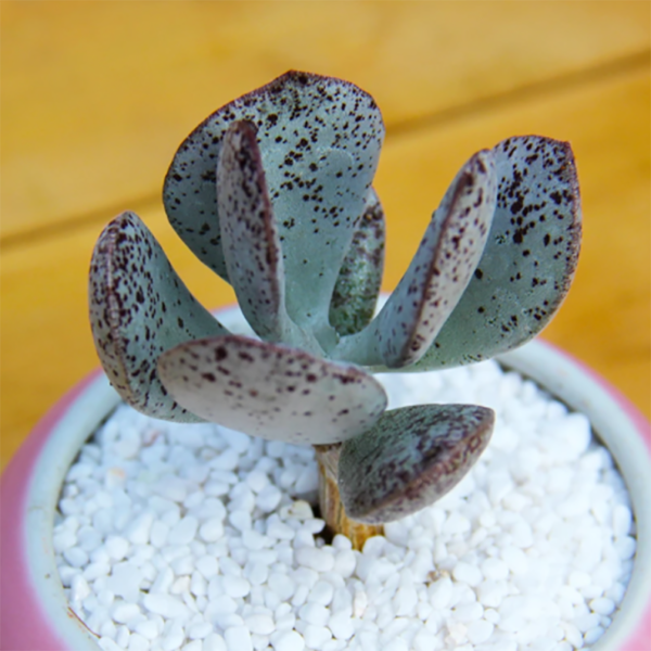 Adromischus Caryophyllaceus