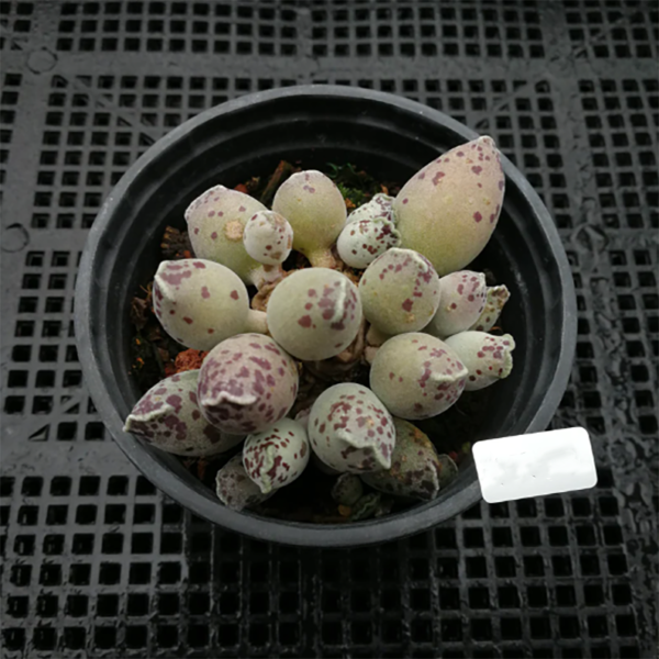 Adromischus Cooperi Silver Tube White Skin
