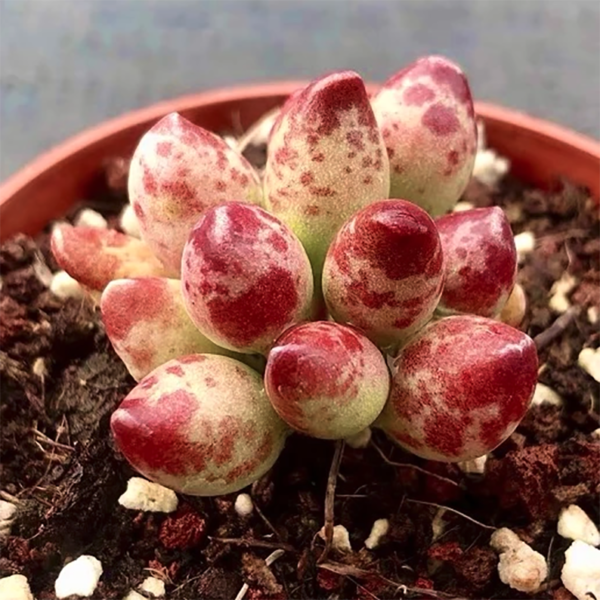 Adromischus Cristatus 'War Club'