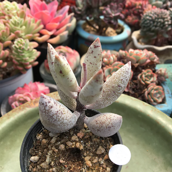 Adromischus Filicaulis Subsp. Marlothii Tlken Snow Tree