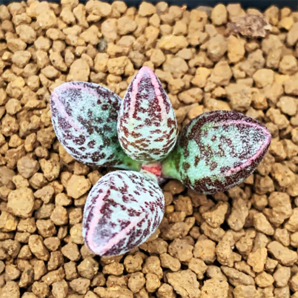 Adromischus Marianae Colorful Clothes