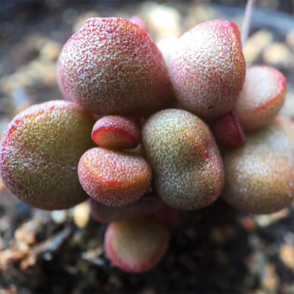 Adromischus Marianae 'Little Spheroid'