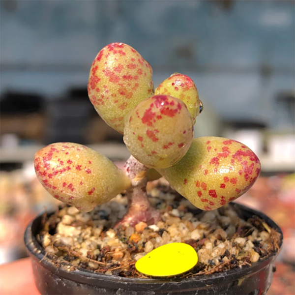Adromischus Marianae Spots