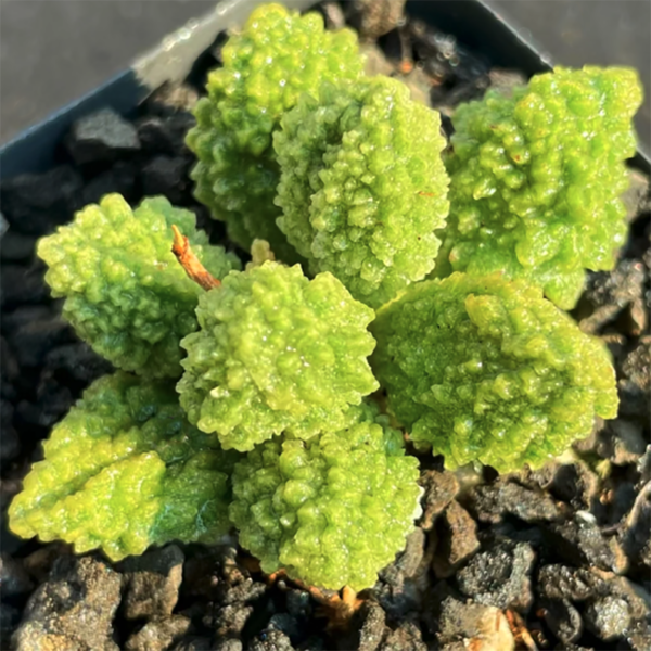 Adromischus Marianae F. Herrei 'Lime Drops'