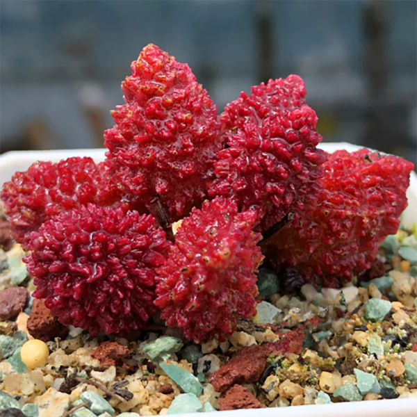 Adromischus Marianae Var. Herrei (W. F. Barker) J. Pilbeam