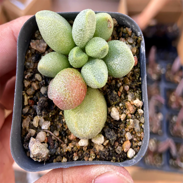 Adromischus Marianiae Var. Immaculatus Uitewaal