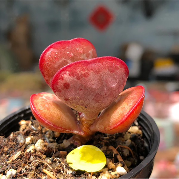 Adromischus Triflorus (L. f.) A. Berger Calico Hearts