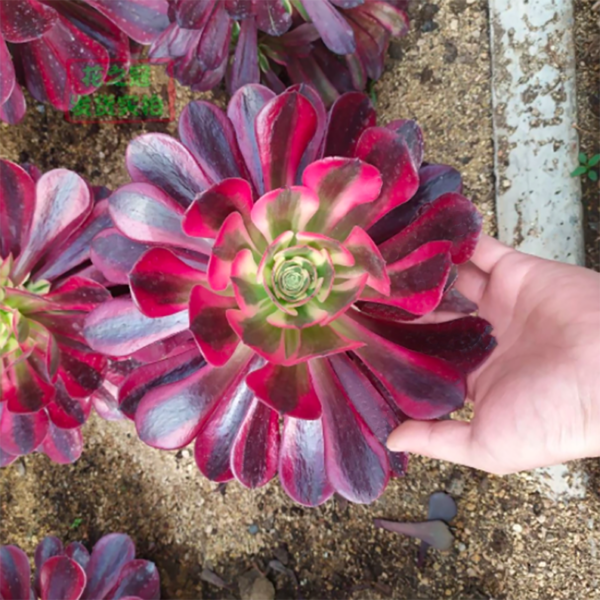 Aeonium Medusa