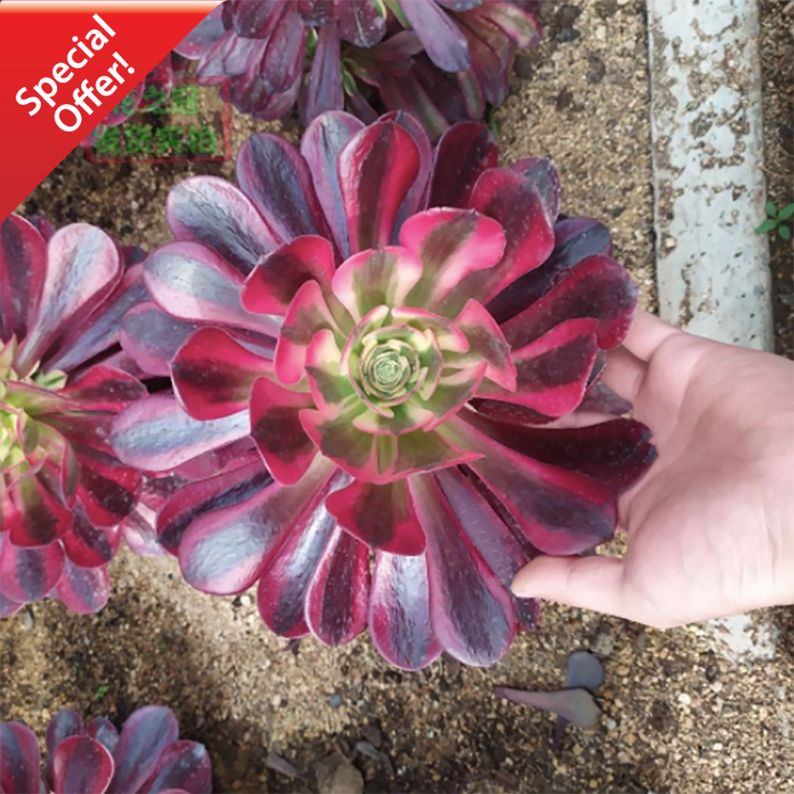 Aeonium Medusa - Special Deal