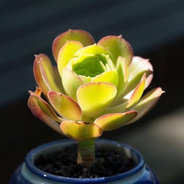 Aeonium Blushing Beauty