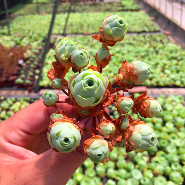 Aeonium Dodrantale