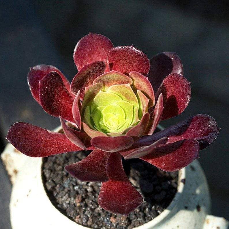 Aeonium Plum Purdy