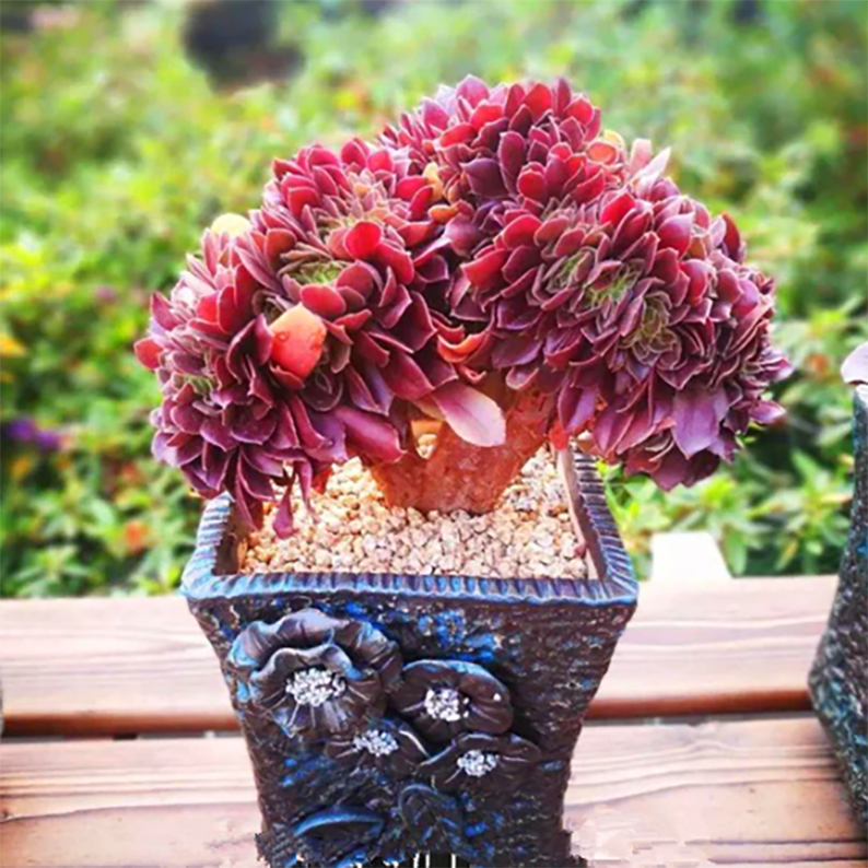 Aeonium Rose Cristata