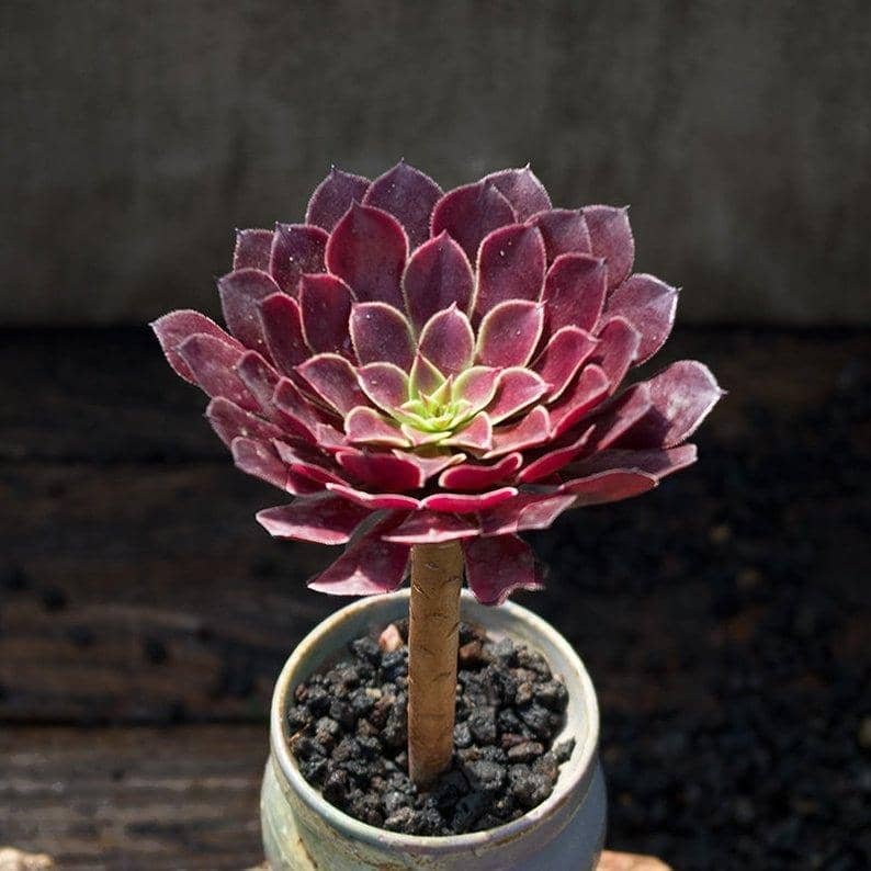 Aeonium Zwartkin - Image 2