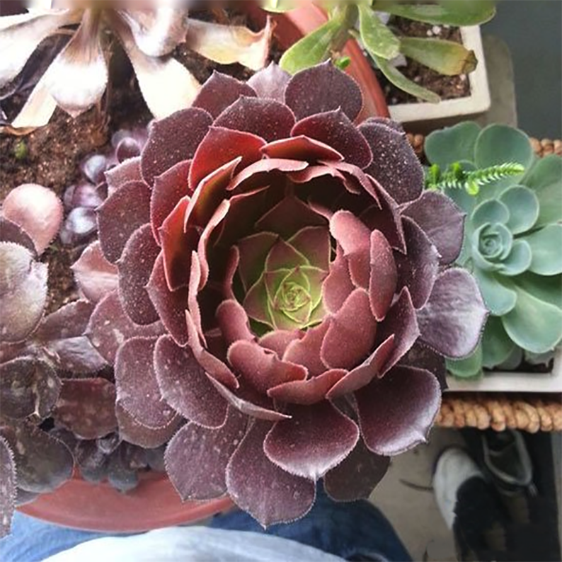 Aeonium Zwartkin