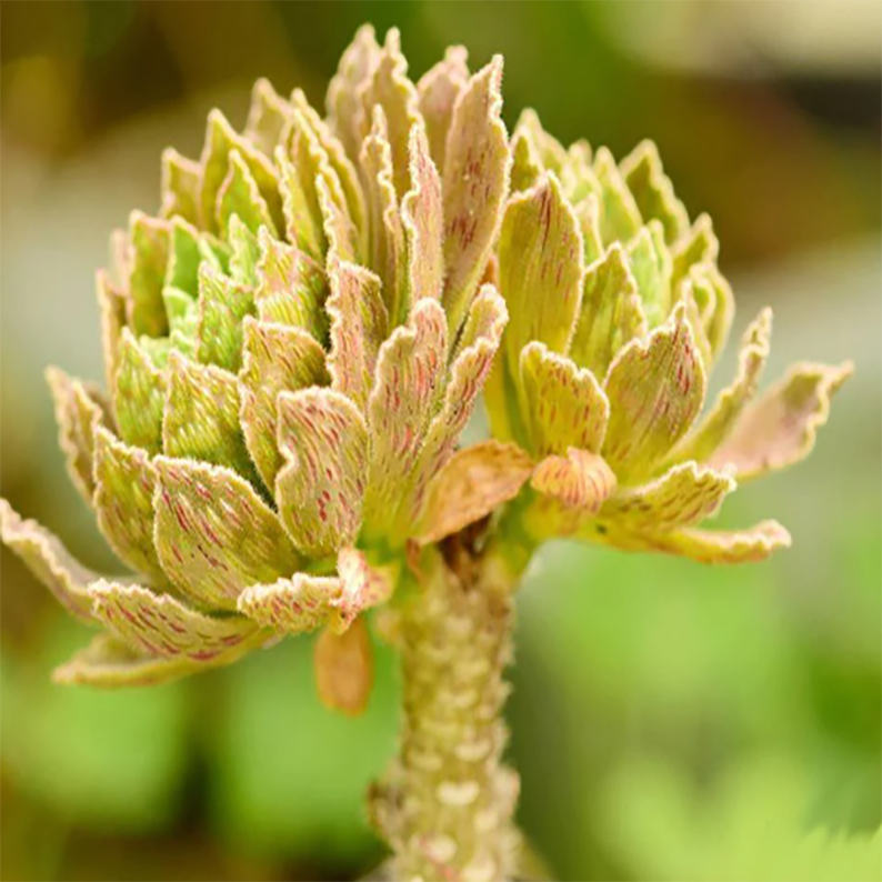 Aeonium Smithii Sims