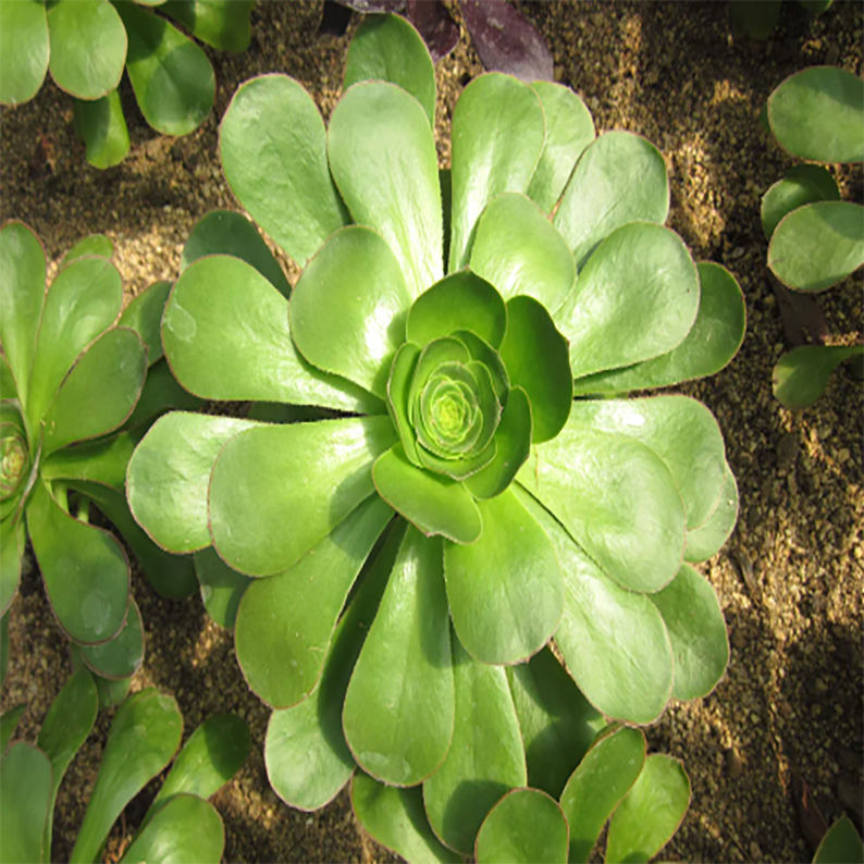 Aeonium Undulatum Webb et Berthel