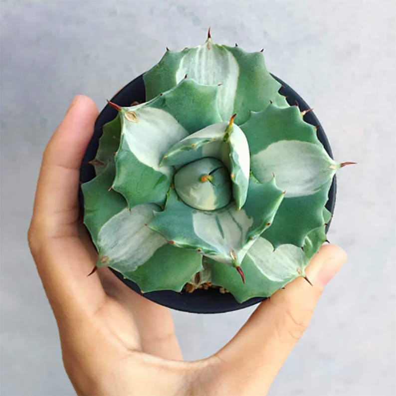 Agave Potatorum Verschaffeltii Variegata