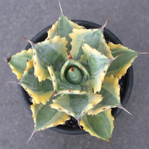 Agave Potatorum Verschaffeltii Variegata Curl