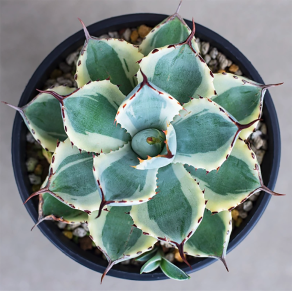 Agave Pumila Variegata