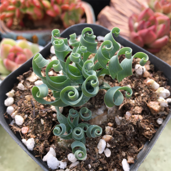 Albuca Namaquensis Baker Spiral Grass