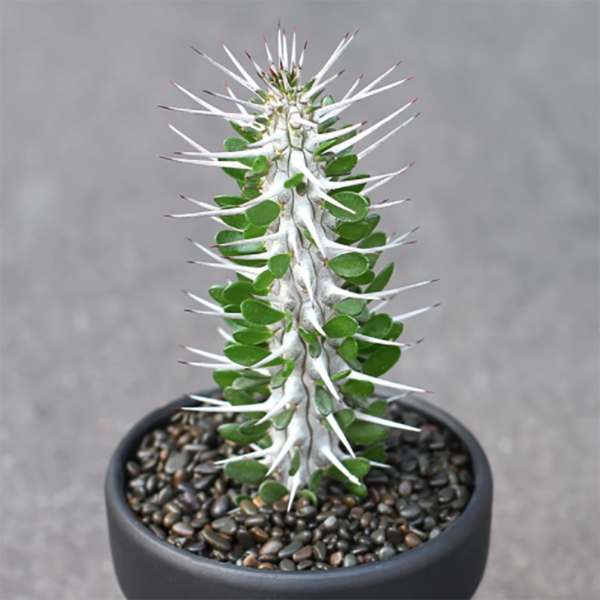 Alluaudia Montagnacii
