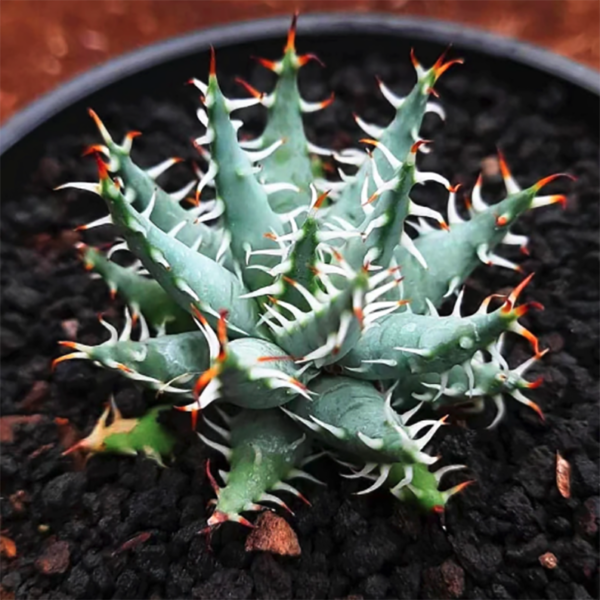 Aloe Erinacea