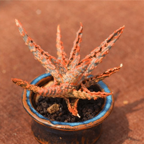 Aloe Christmas Carol