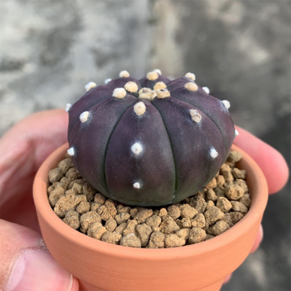 Astrophytum Asterias Purple - Image 2