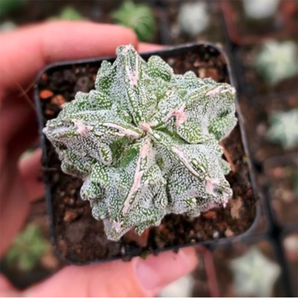 Astrophytum Myriostigma 'Walnut' Variegated