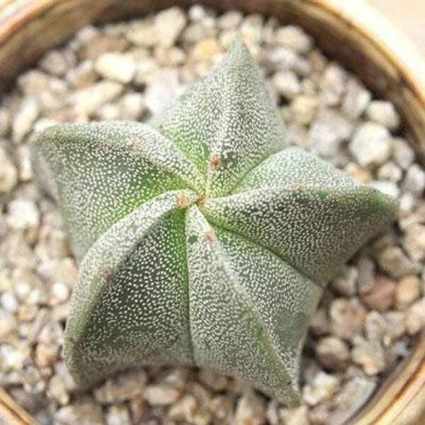 Astrophytum Myriostigma