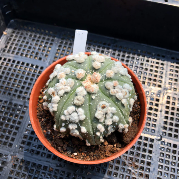 Astrophytum Asterias Hanazono