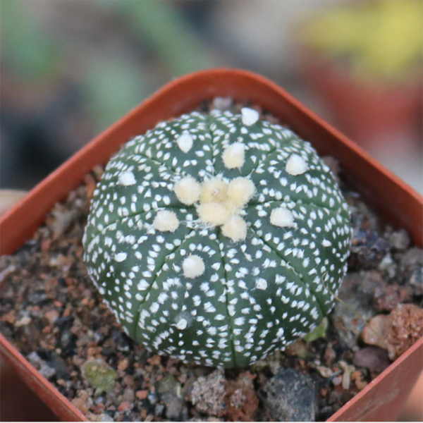 Astrophytum Asterias Super