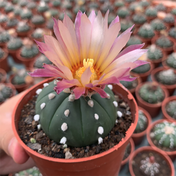 Astrophytum Asterias Var. Nudum