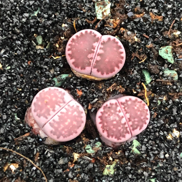 Lithops Aucampiae
