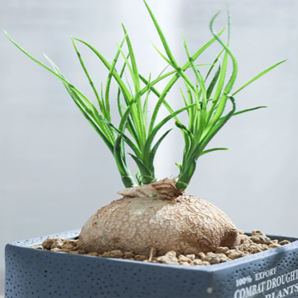 Beaucarnea Recurvata Elephant's Foot Ponytail Palm Plant