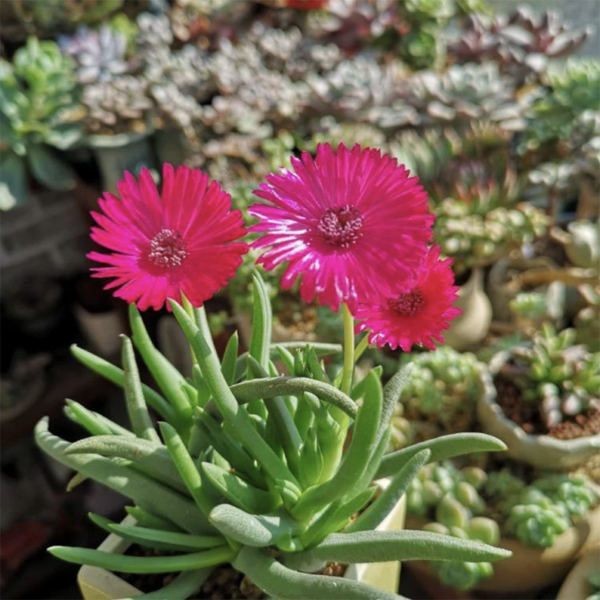 Cephalophyllum Loreum (L.) Schwantes