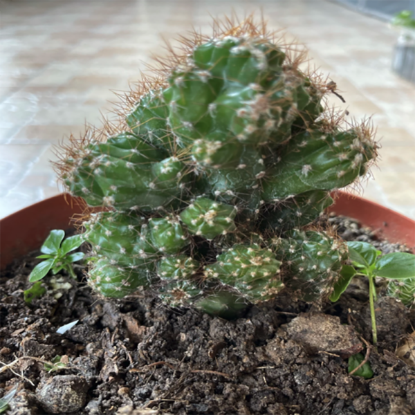 Cereus SP.f.Monst